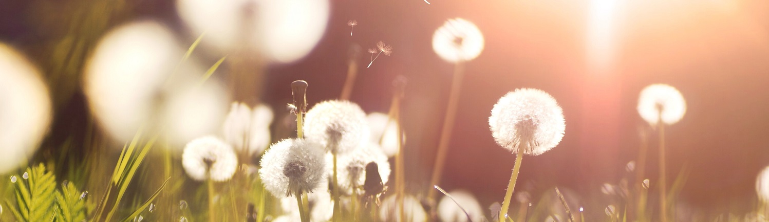 How to Treat Hay Fever and its Effect on the Eyes