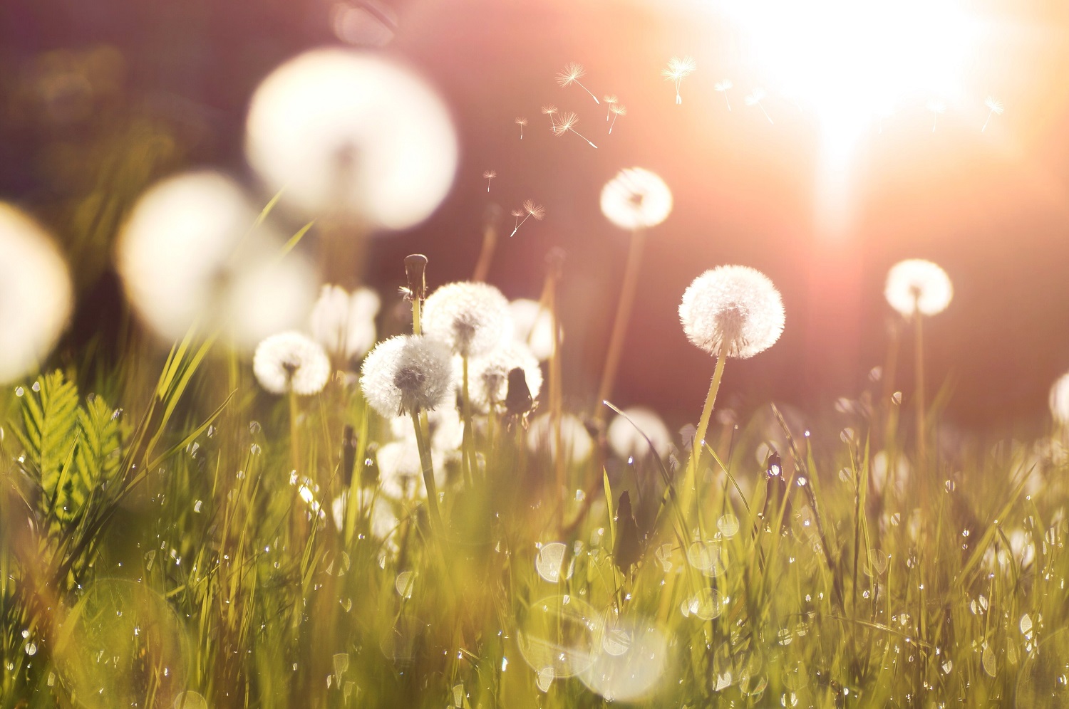 How to Treat Hay Fever and its Effect on the Eyes