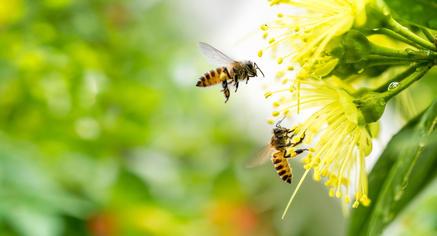 How to Treat Hay Fever and its Effect on the Eyes